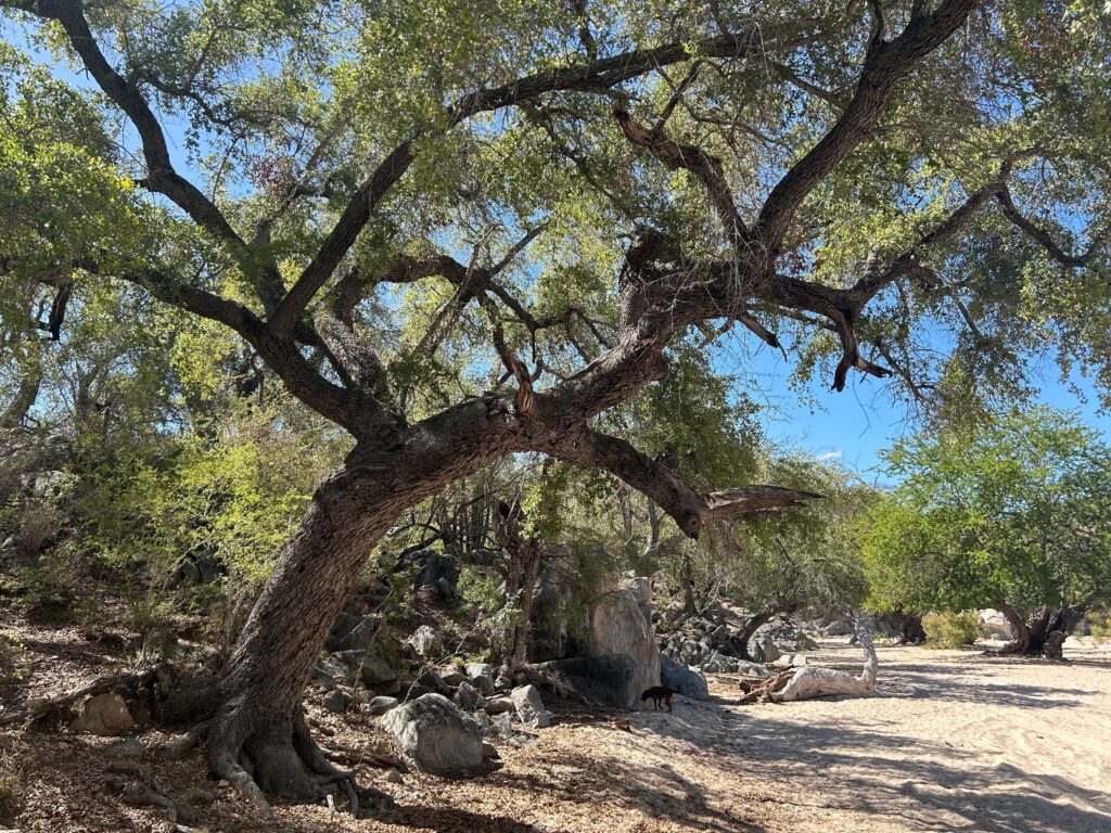 Arroyo oak (Quercus brandegeei) (endangered) in Baja California Sur, Mexico_2_Credit_ The Morton Arborem