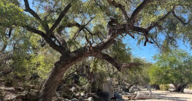 Arroyo oak (Quercus brandegeei) (endangered) in Baja California Sur, Mexico_2_Credit_ The Morton Arborem