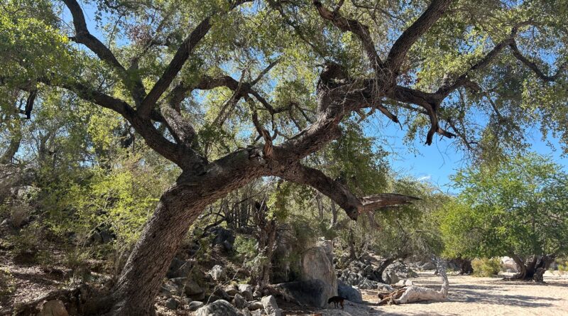 Arroyo oak (Quercus brandegeei) (endangered) in Baja California Sur, Mexico_2_Credit_ The Morton Arborem